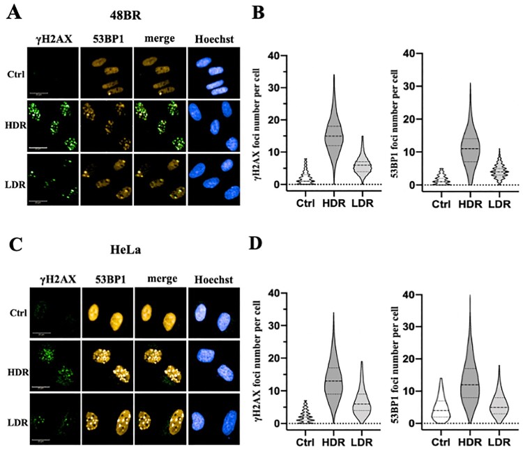 Possible relationship between mitochondrial changes and oxidative stress under low dose-rate irradiation.