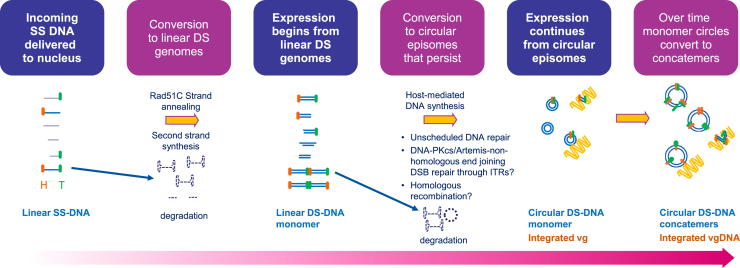 Molecular analysis of AAV5-hFVIII-SQ vector-genome-processing kinetics in transduced mouse and nonhuman primate livers.