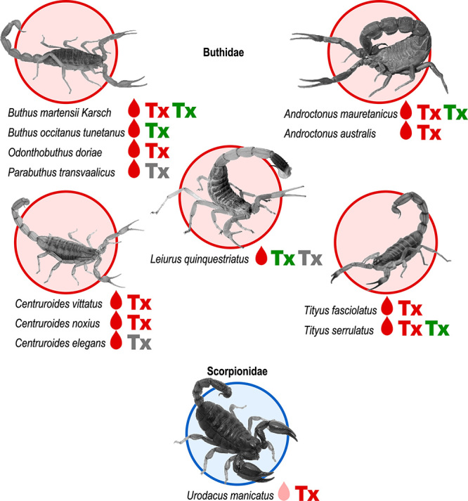 Pain-related toxins in scorpion and spider venoms: a face to face with ion channels.