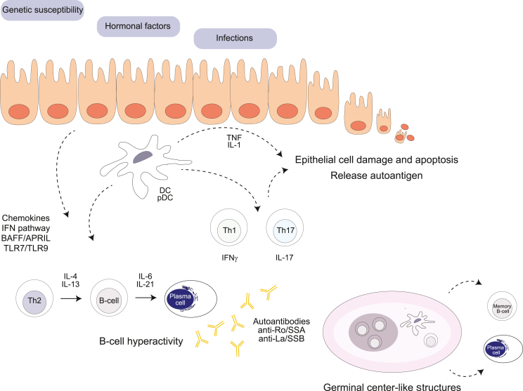 Autoantibodies in Sjögren's syndrome and its classification criteria