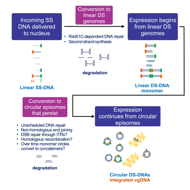 Molecular analysis of AAV5-hFVIII-SQ vector-genome-processing kinetics in transduced mouse and nonhuman primate livers.
