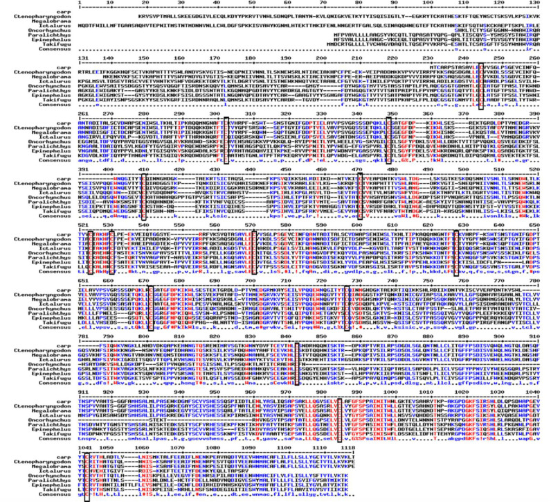 Expression analysis of Igs and mucosal immune responses upon SVCV infection in common carp (Cyprinus carpio L.)