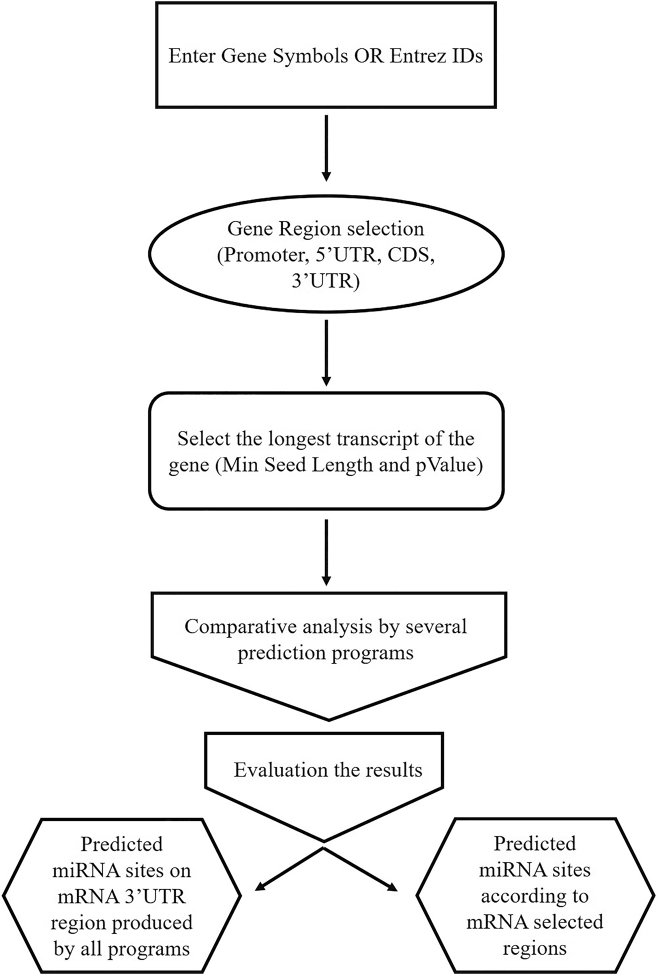 Predicting the possible effect of miR-203a-3p and miR-29a-3p on <i>DNMT3B</i> and <i>GAS7</i> genes expression.