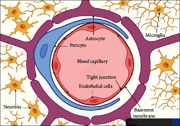 Blood-Brain Barrier Overview: Structural and Functional Correlation.