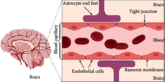 Blood-Brain Barrier Overview: Structural and Functional Correlation.