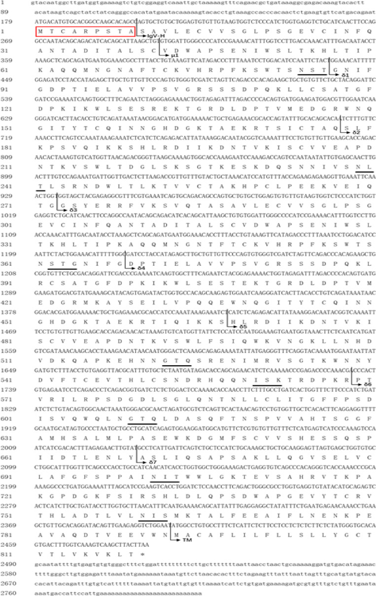 Expression analysis of Igs and mucosal immune responses upon SVCV infection in common carp (Cyprinus carpio L.)