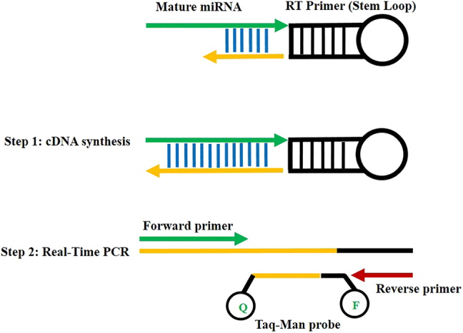 Predicting the possible effect of miR-203a-3p and miR-29a-3p on <i>DNMT3B</i> and <i>GAS7</i> genes expression.