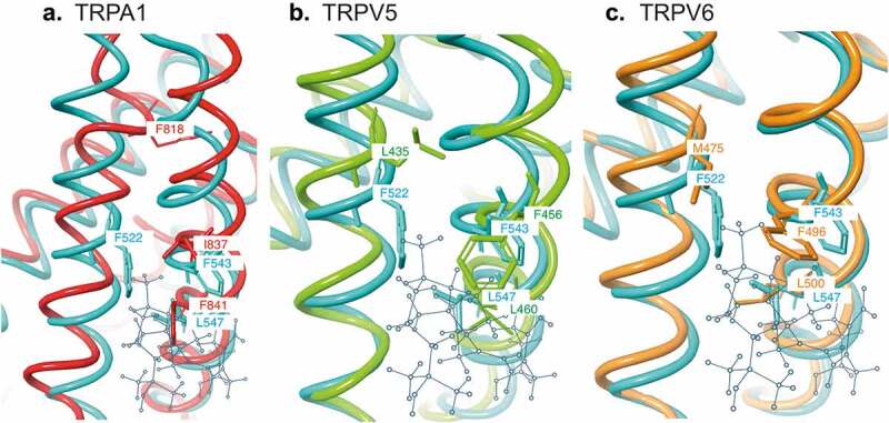 TRPV1 channels as a newly identified target for vitamin D.