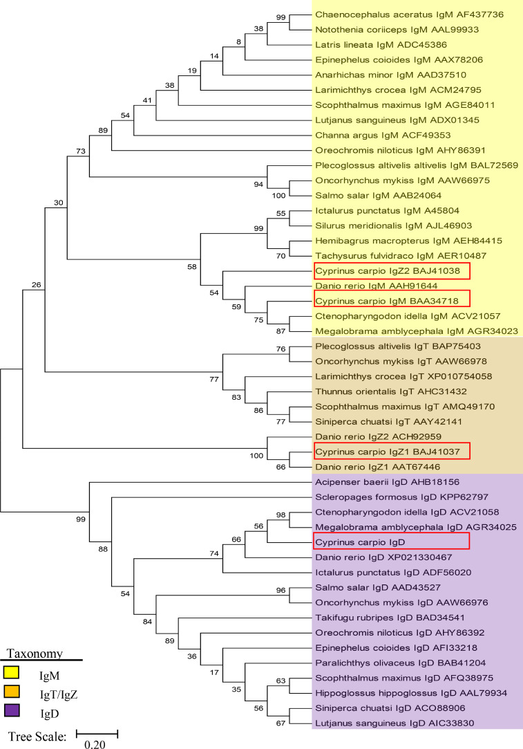 Expression analysis of Igs and mucosal immune responses upon SVCV infection in common carp (Cyprinus carpio L.)