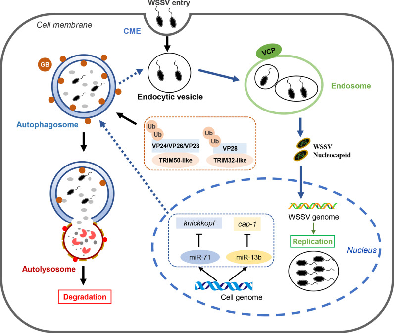 Autophagy and white spot syndrome virus infection in crustaceans