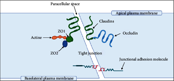 Blood-Brain Barrier Overview: Structural and Functional Correlation.