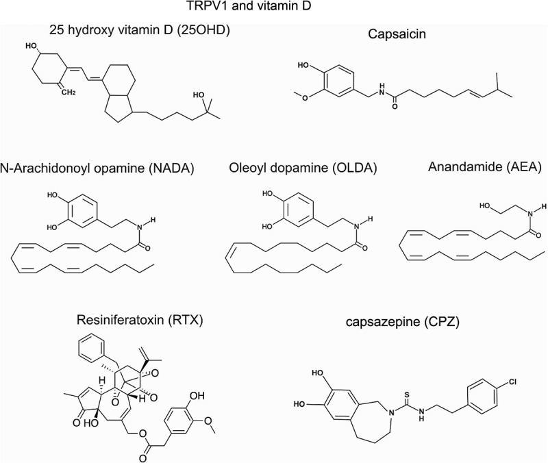 TRPV1 channels as a newly identified target for vitamin D.