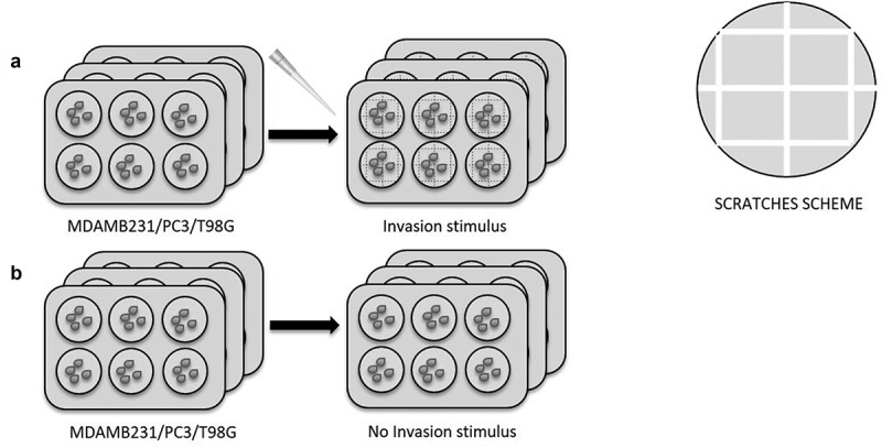 Analysis of exosome-derived microRNAs reveals insights of intercellular communication during invasion of breast, prostate and glioblastoma cancer cells.