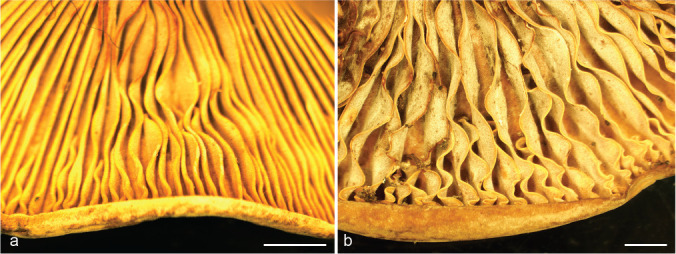 Untangling the <i>Lactifluus clarkeae - Lf. flocktoniae</i>(<i>Russulaceae</i>) species complex in Australasia.