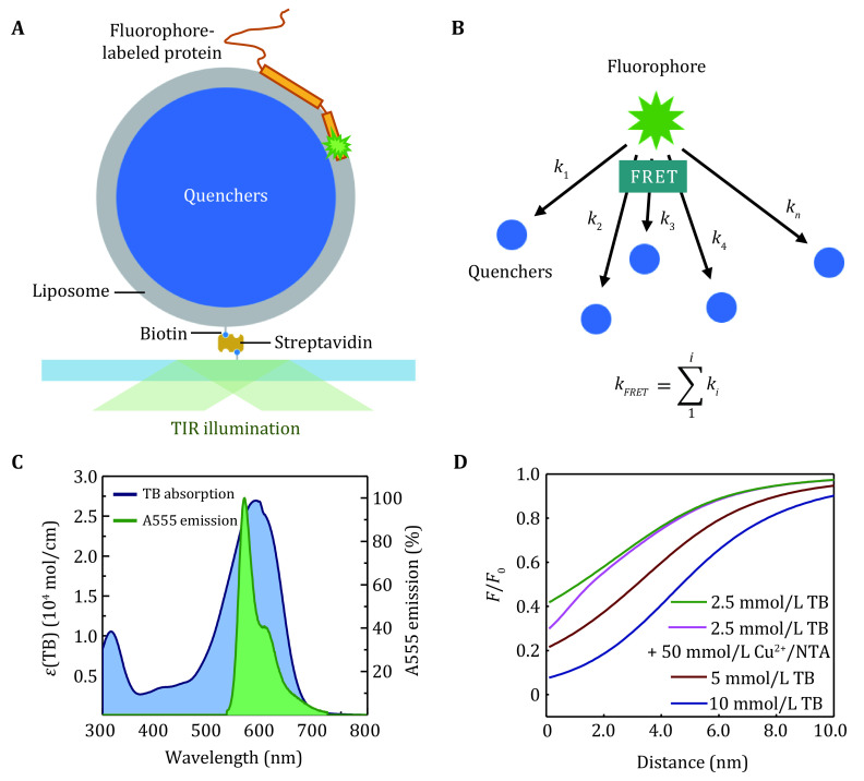 Real-time imaging of structure and dynamics of transmembrane biomolecules by FRET-induced single-molecule fluorescence attenuation.