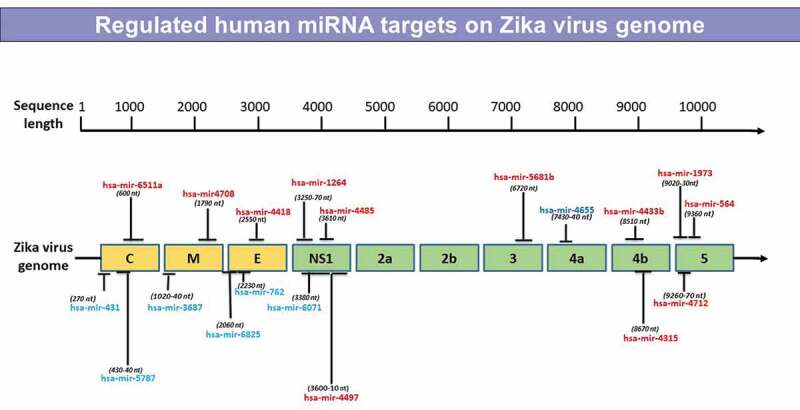 Differential expression of miRNAs in a human developing neuronal cell line chronically infected with Zika virus.