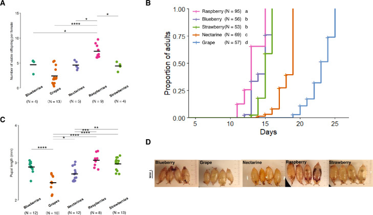 Nutritional phenotype underlines the performance trade-offs of Drosophila suzukii on different fruit diets