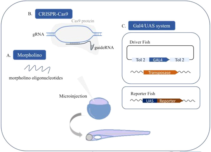 Mitochondrial connections with immune system in Zebrafish