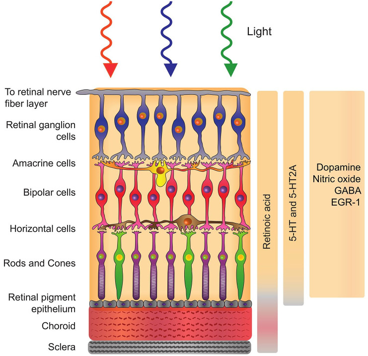 Light and myopia: from epidemiological studies to neurobiological mechanisms.