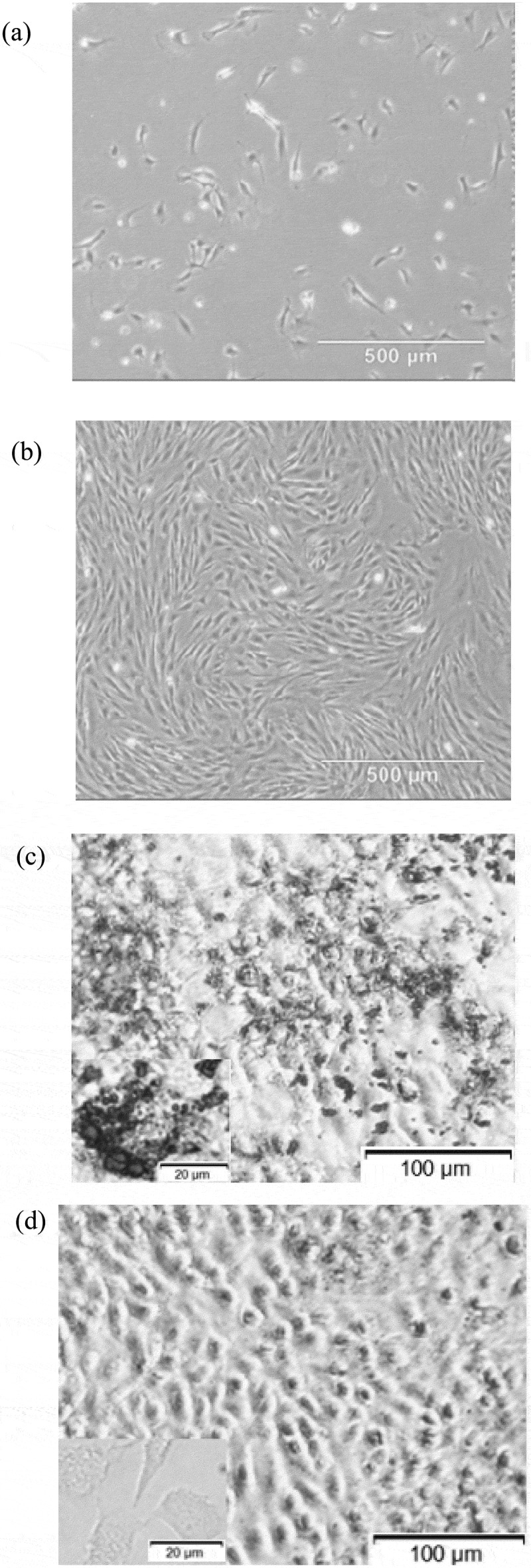 MicroRNA-378 regulates adipogenic differentiation in bovine intramuscular preadipocytes by targeting <i>CaMKK2</i>.