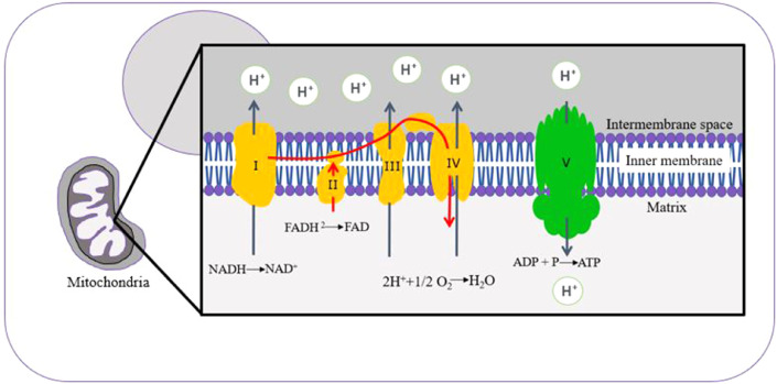 Mitochondrial connections with immune system in Zebrafish