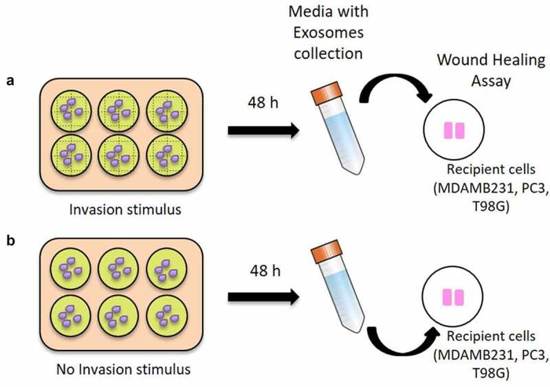 Analysis of exosome-derived microRNAs reveals insights of intercellular communication during invasion of breast, prostate and glioblastoma cancer cells.