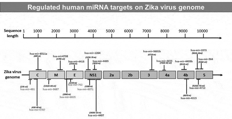 Differential expression of miRNAs in a human developing neuronal cell line chronically infected with Zika virus.