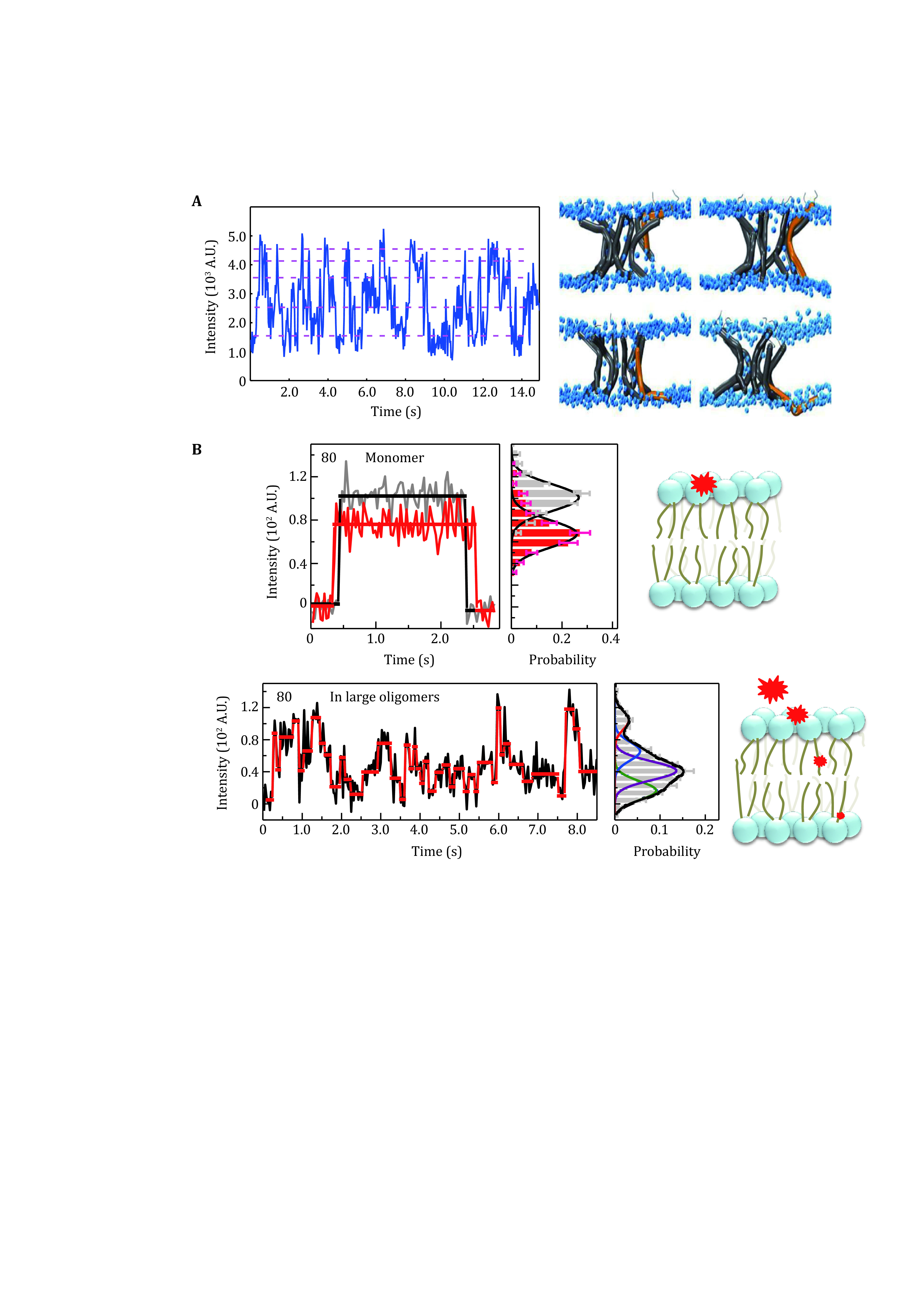 Real-time imaging of structure and dynamics of transmembrane biomolecules by FRET-induced single-molecule fluorescence attenuation.