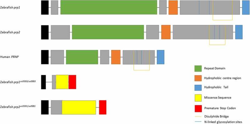 Transcriptomic analysis of zebrafish prion protein mutants supports conserved cross-species function of the cellular prion protein.