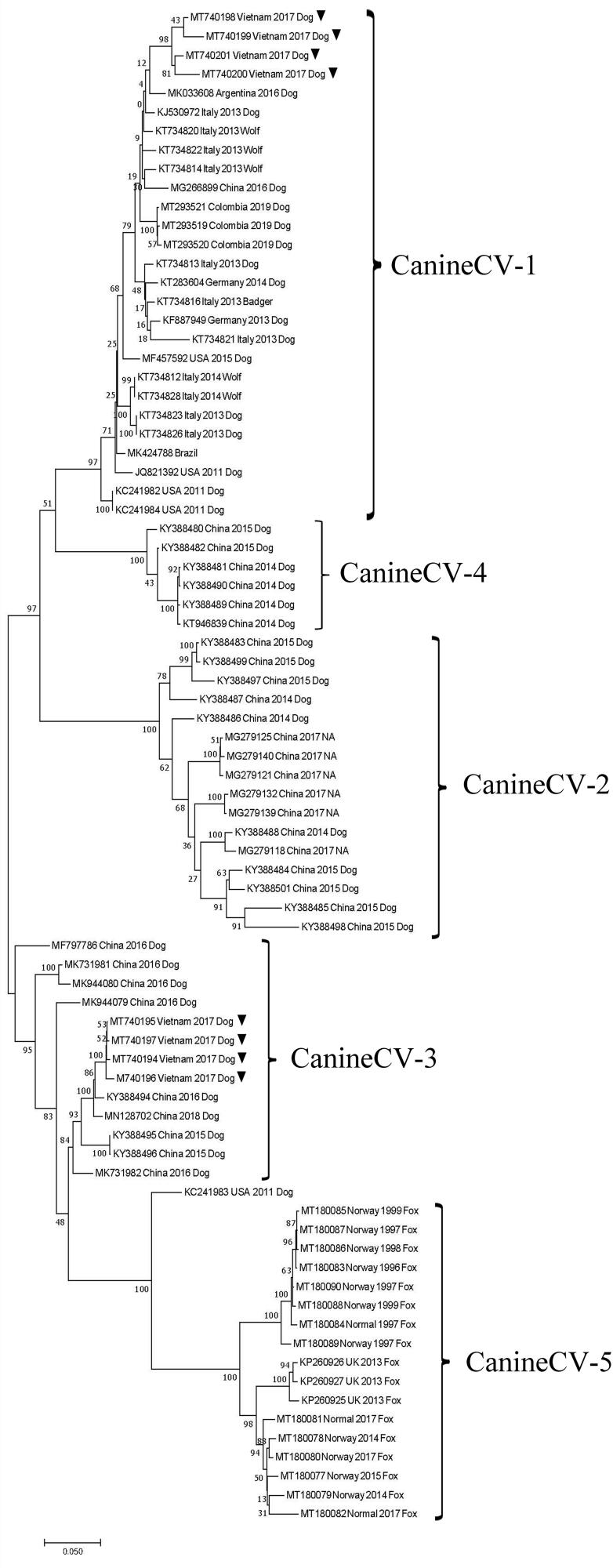 Detection and molecular characterization of two canine circovirus genotypes co-circulating in Vietnam.