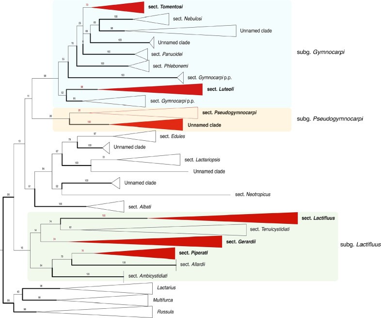 Untangling the <i>Lactifluus clarkeae - Lf. flocktoniae</i>(<i>Russulaceae</i>) species complex in Australasia.