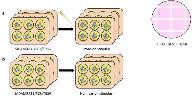 Analysis of exosome-derived microRNAs reveals insights of intercellular communication during invasion of breast, prostate and glioblastoma cancer cells.