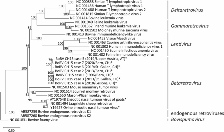 A novel Betaretrovirus discovered in cattle with neurological disease and encephalitis.