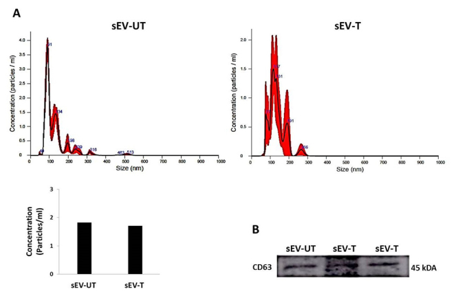 BM-MSC-derived small extracellular vesicles (sEV) from trained animals presented nephroprotective potential in unilateralureteral obstruction model.