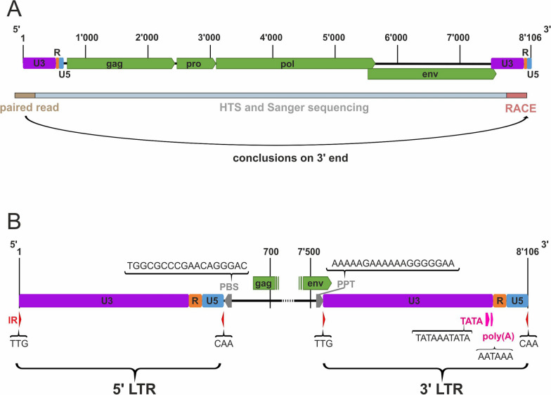 A novel Betaretrovirus discovered in cattle with neurological disease and encephalitis.