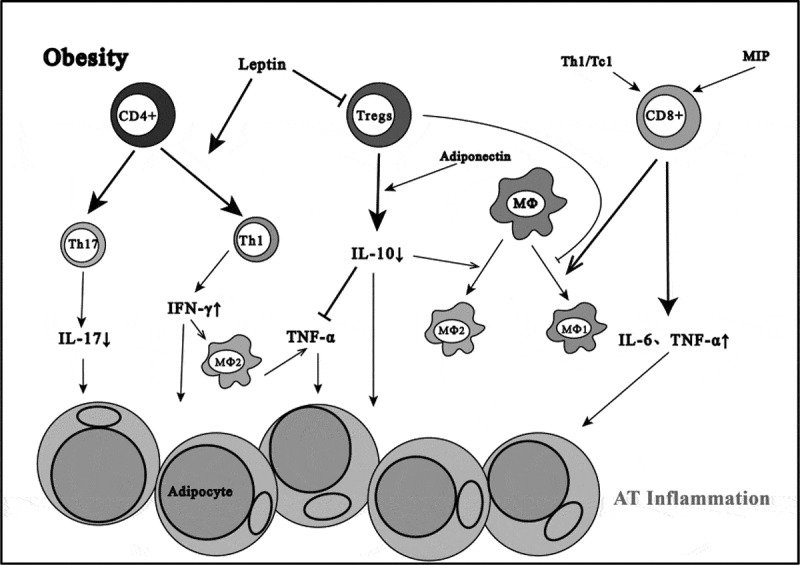 The roles of T cells in obese adipose tissue inflammation.