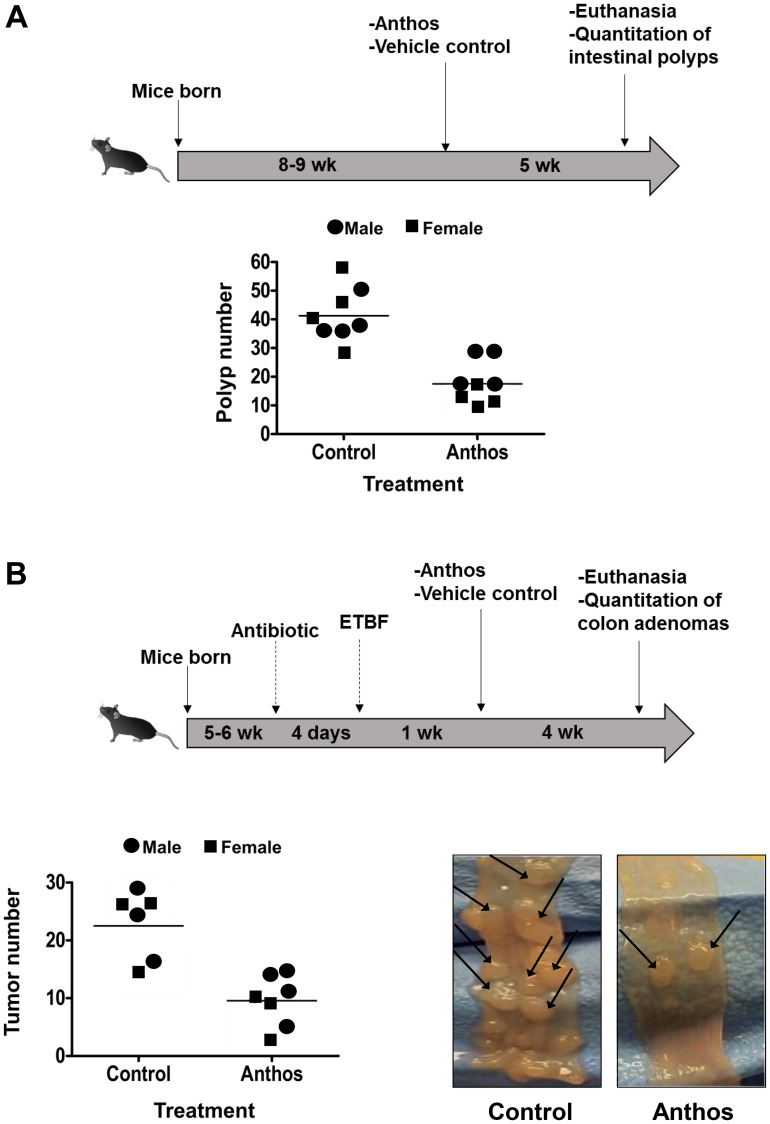 Berry anthocyanidins inhibit intestinal polyps and colon tumors by modulation of Src, EGFR and the colon inflammatory environment.