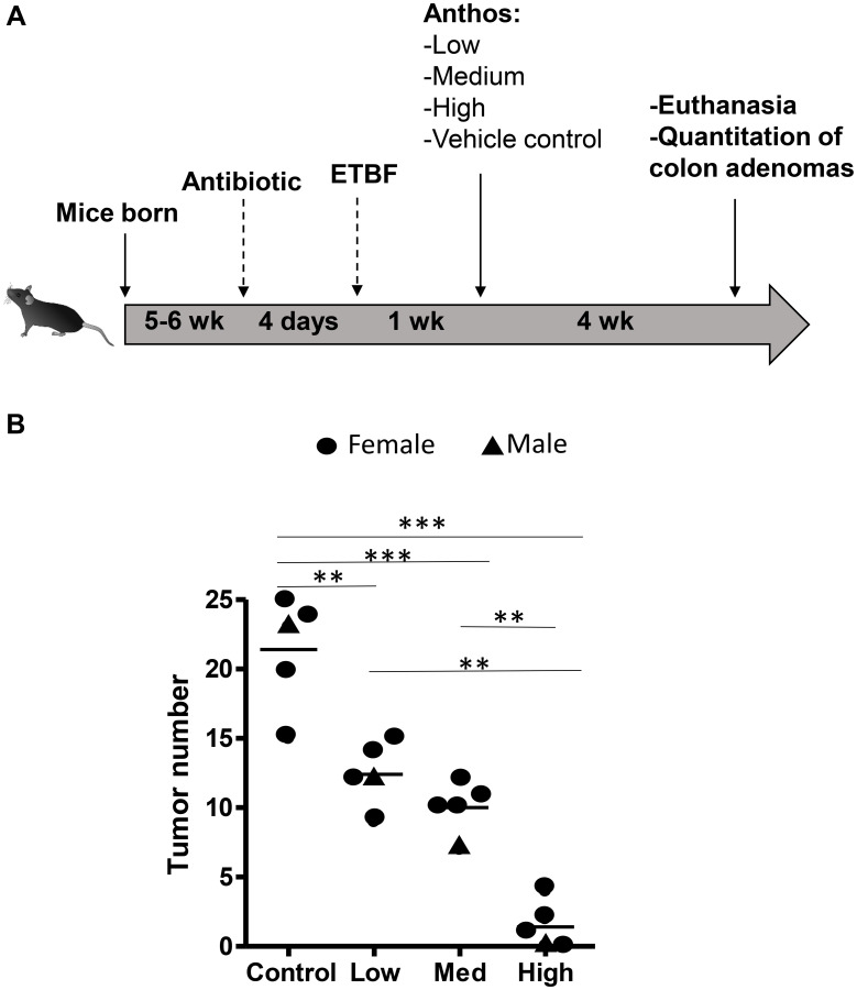 Berry anthocyanidins inhibit intestinal polyps and colon tumors by modulation of Src, EGFR and the colon inflammatory environment.