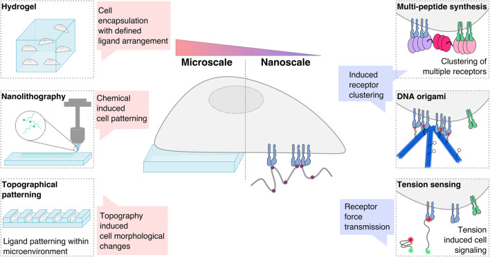 Advancing cell instructive biomaterials through increased understanding of cell receptor spacing and material surface functionalization.