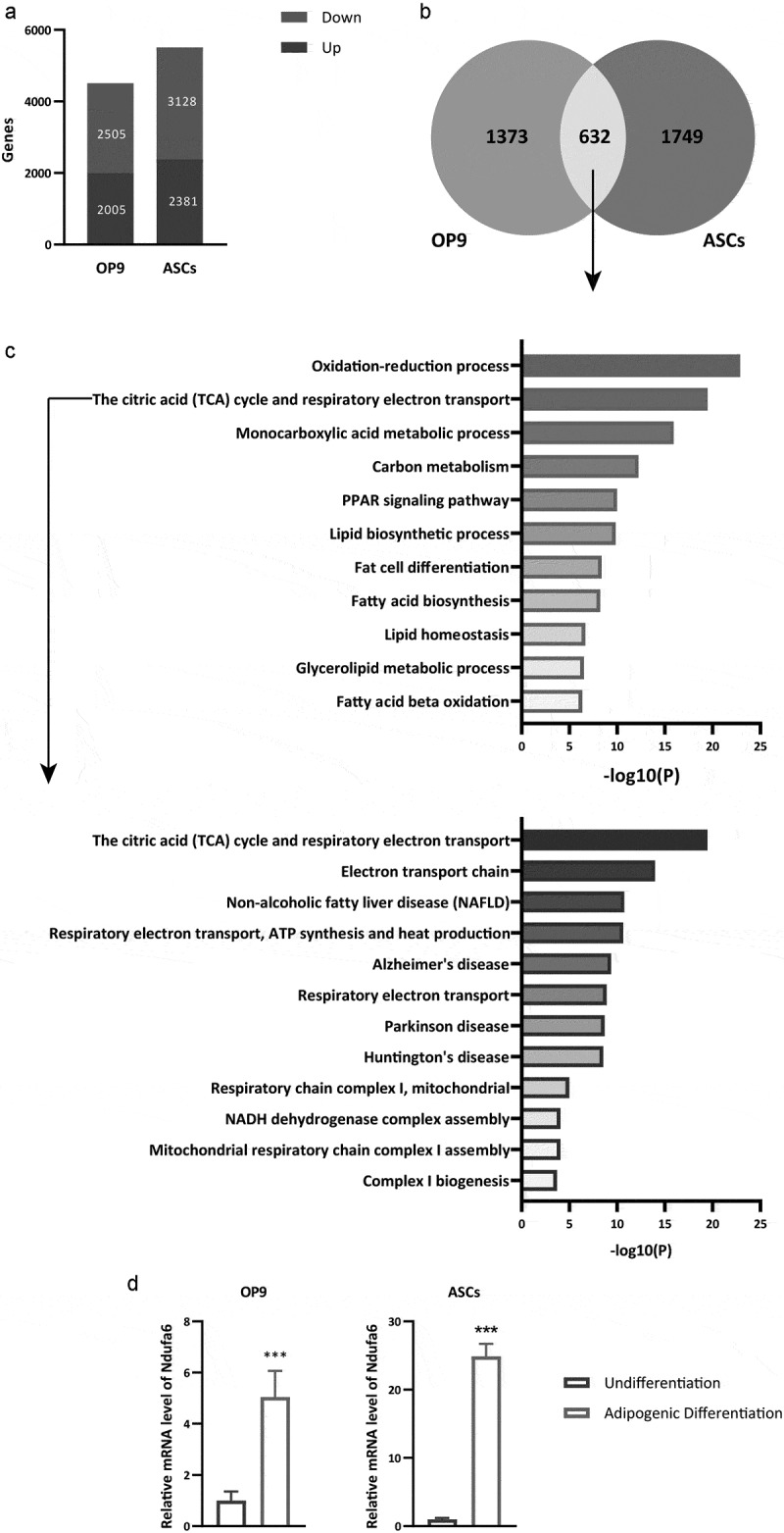 <i>Ndufa6</i> regulates adipogenic differentiation via <i>Scd1</i>.