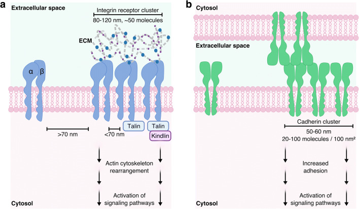 Advancing cell instructive biomaterials through increased understanding of cell receptor spacing and material surface functionalization.