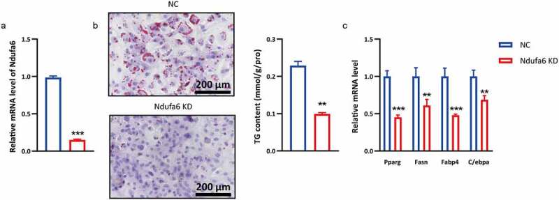 <i>Ndufa6</i> regulates adipogenic differentiation via <i>Scd1</i>.