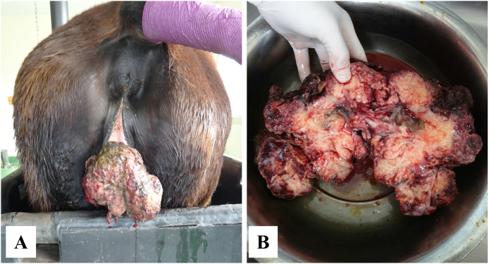 Vulvar squamous cell carcinoma associated with Equus caballus papillomavirus type 2 infection in a Japanese mare