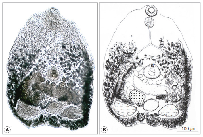 Cryptocotyle lata (Trematoda: Heterophyidae) Adult from a Korean Raccoon Dog, Nyctereutes procyonoides koreensis.