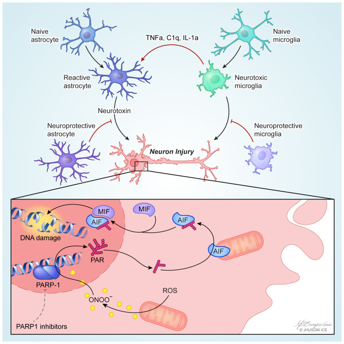 Recent advances in preventing neurodegenerative diseases.