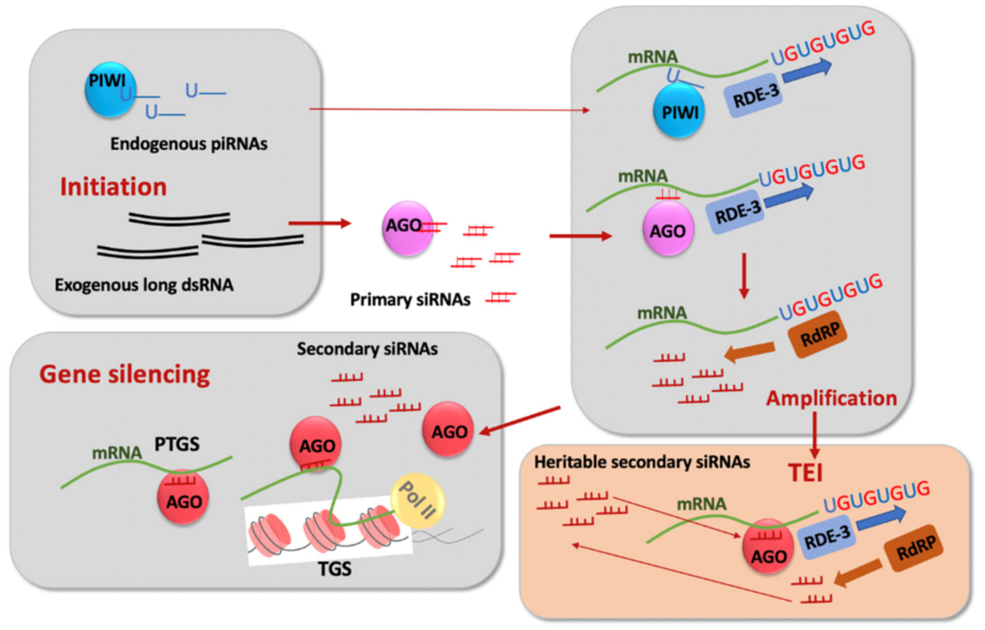 Small RNAs Worm Up Transgenerational Epigenetics Research.