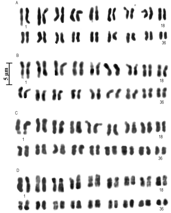 ﻿Comparative chromosome studies in species of subtribe Orchidinae (Orchidaceae).