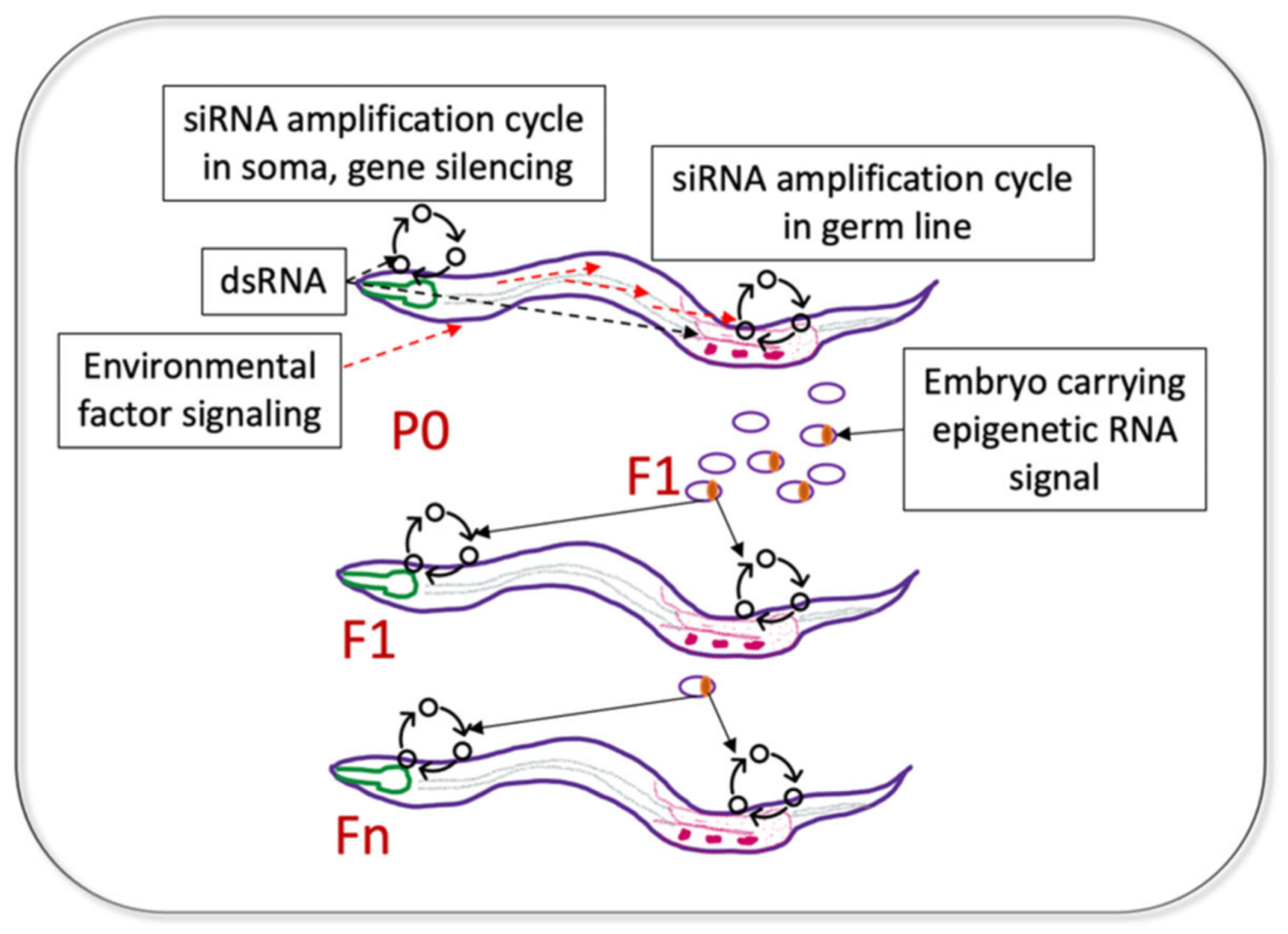 Small RNAs Worm Up Transgenerational Epigenetics Research.