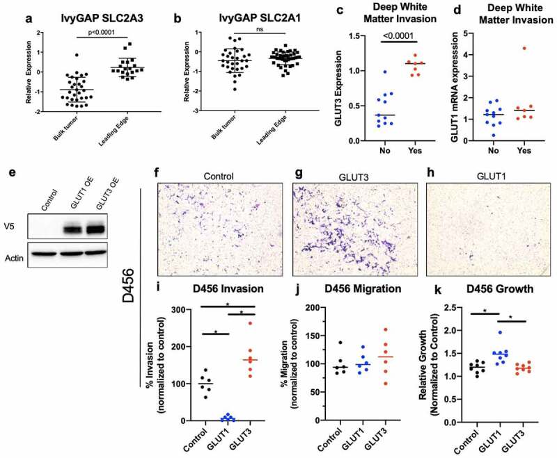 A role for GLUT3 in glioblastoma cell invasion that is not recapitulated by GLUT1.