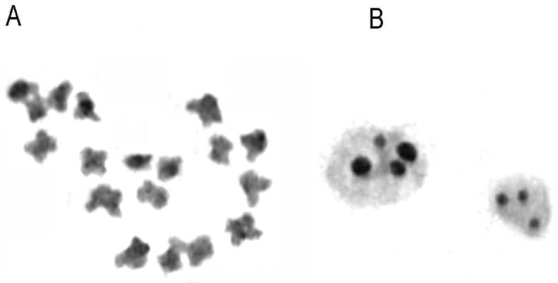 ﻿Comparative chromosome studies in species of subtribe Orchidinae (Orchidaceae).